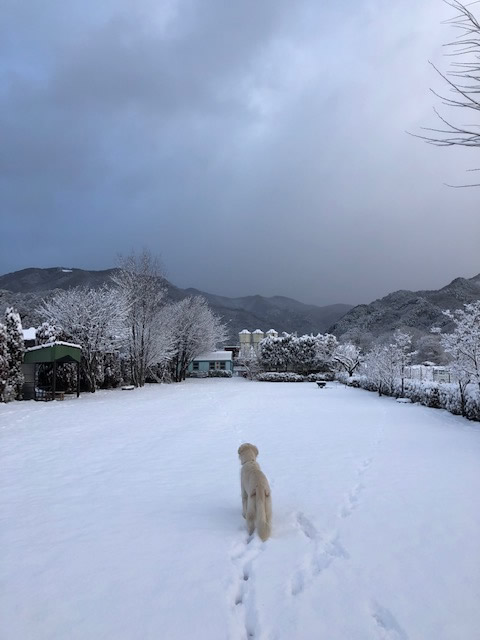 小野仁美コーチングガーデン チェレステ ドッグランで愛犬と過ごす